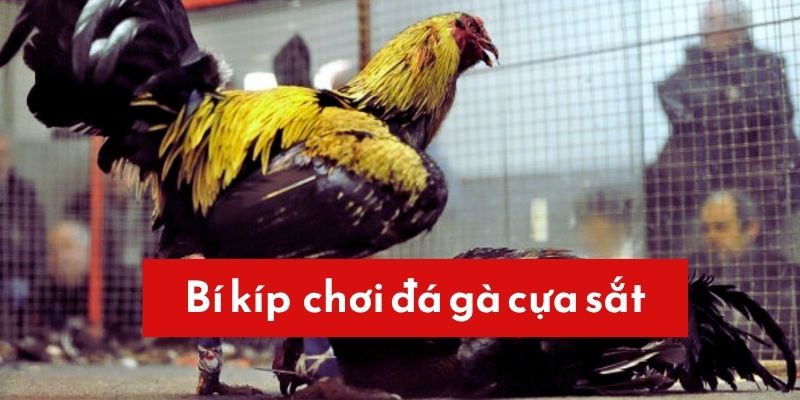 Bắt bài các kíp chơi chiến kê cựa sắt cực chuẩn