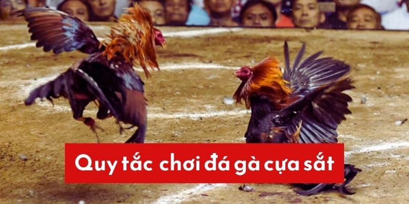 Quy tắc cá cược khi chơi đá gà chân sắt tại sảnh 