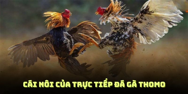 Thomo được xem là cái nôi của trực tiếp đá gà Thomo