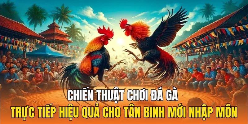 Chiến thuật chơi đá gà trực tiếp hiệu quả cho tân binh mới nhập môn