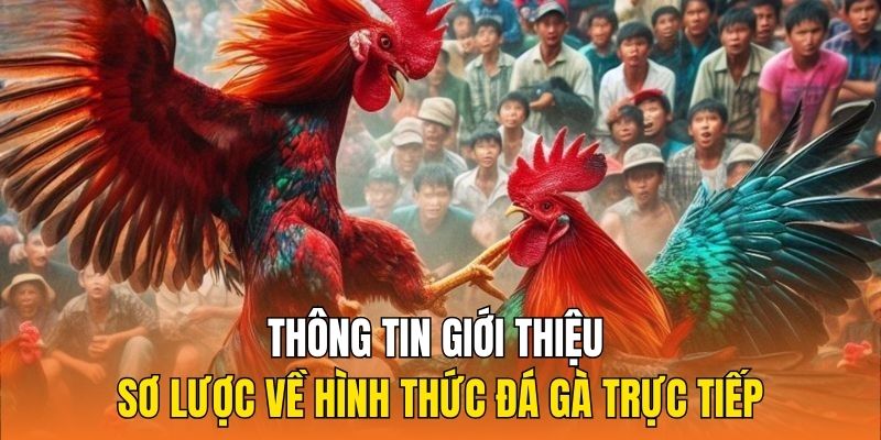 Thông tin giới thiệu sơ lược về hình thức đá gà trực tiếp